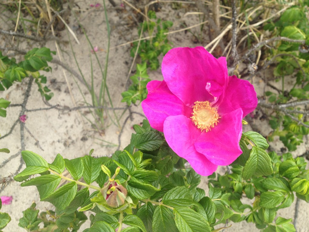 Notice the Ephemeral:&nbsp;Roses