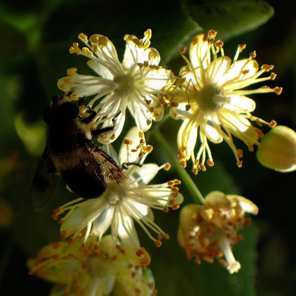 Notice the Ephemeral: Linden&nbsp;Blossoms
