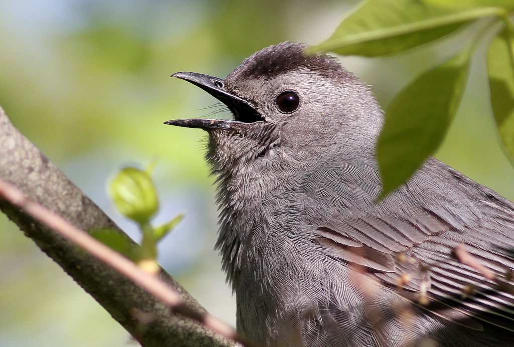 catbird