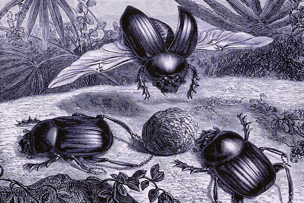 dung_beetles