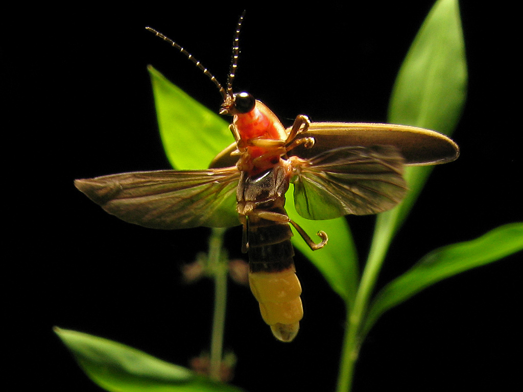 firefly_terrypriest
