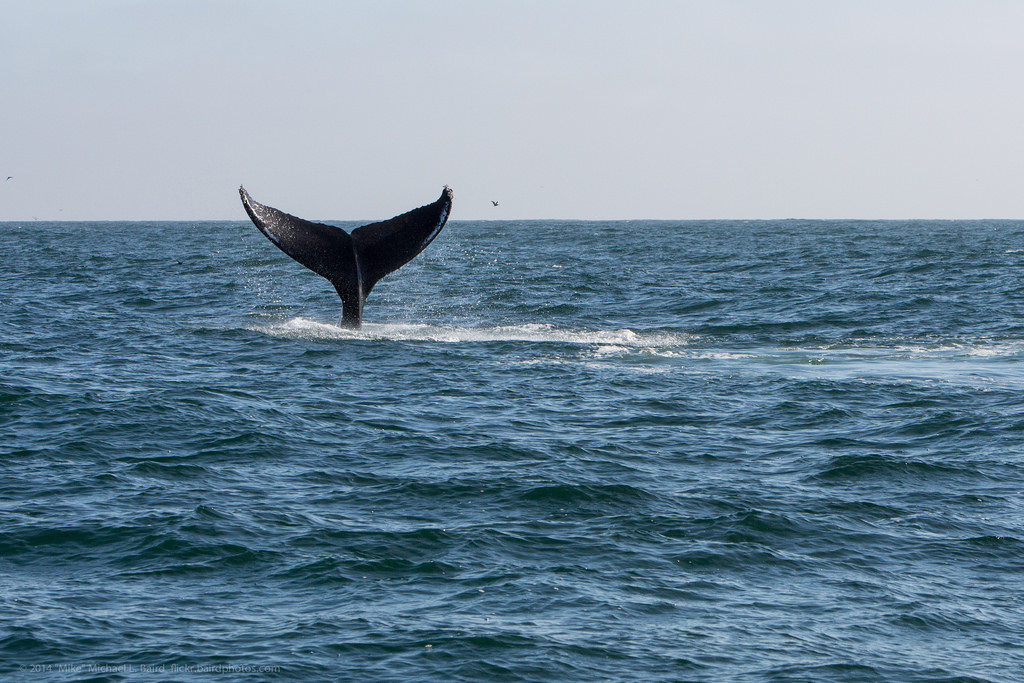 humpbackwhale
