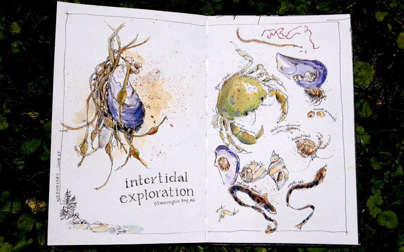 jeanmackay_intertidal