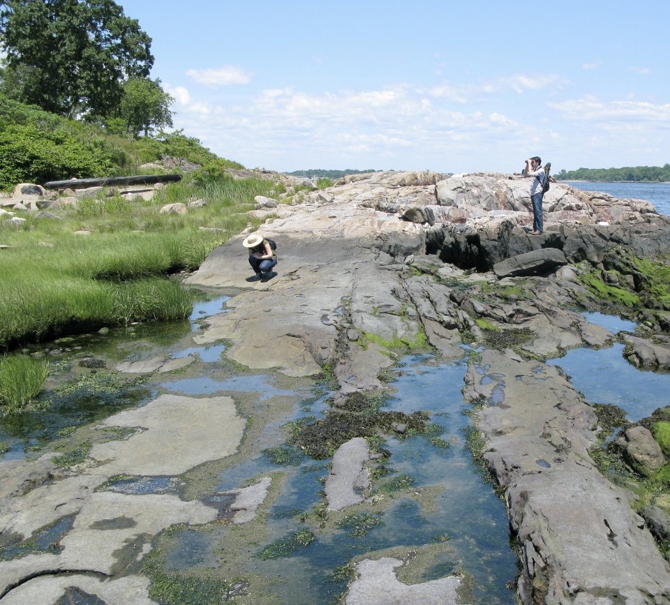 Explore Tide Pools in the&nbsp;Bronx