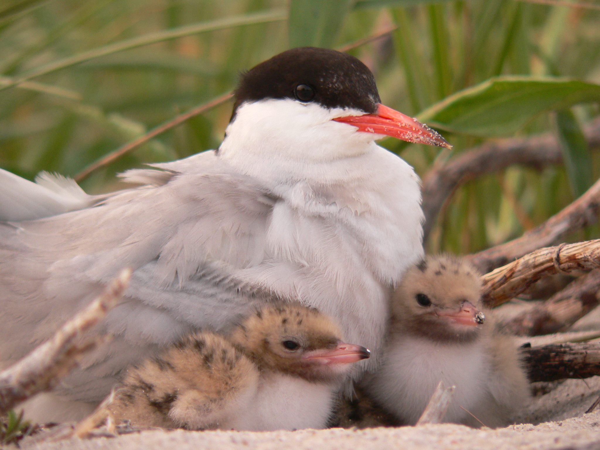 CommonTern