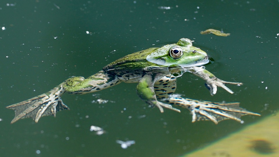 frog