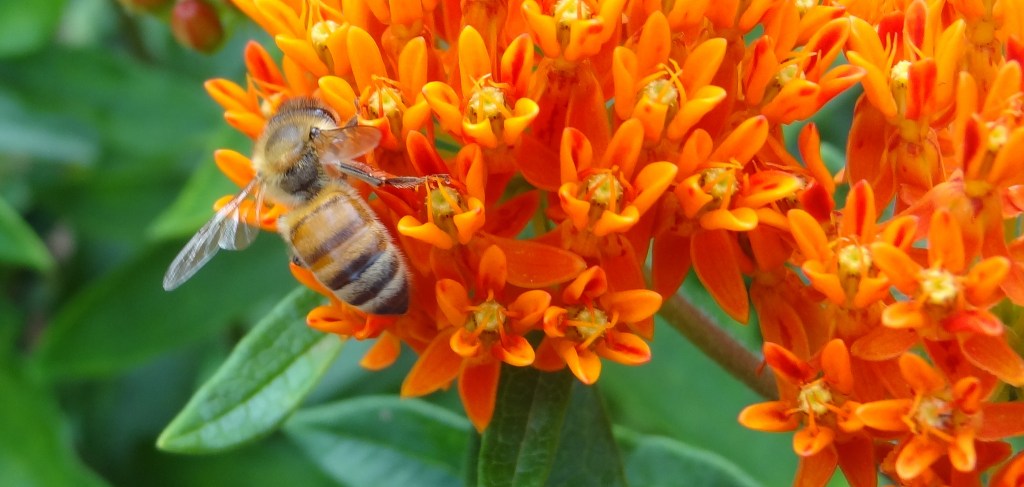 Weekend Plans: Hiking, Beachcombing, and&nbsp;Bees