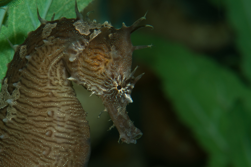 linedseahorse_briangatwicke