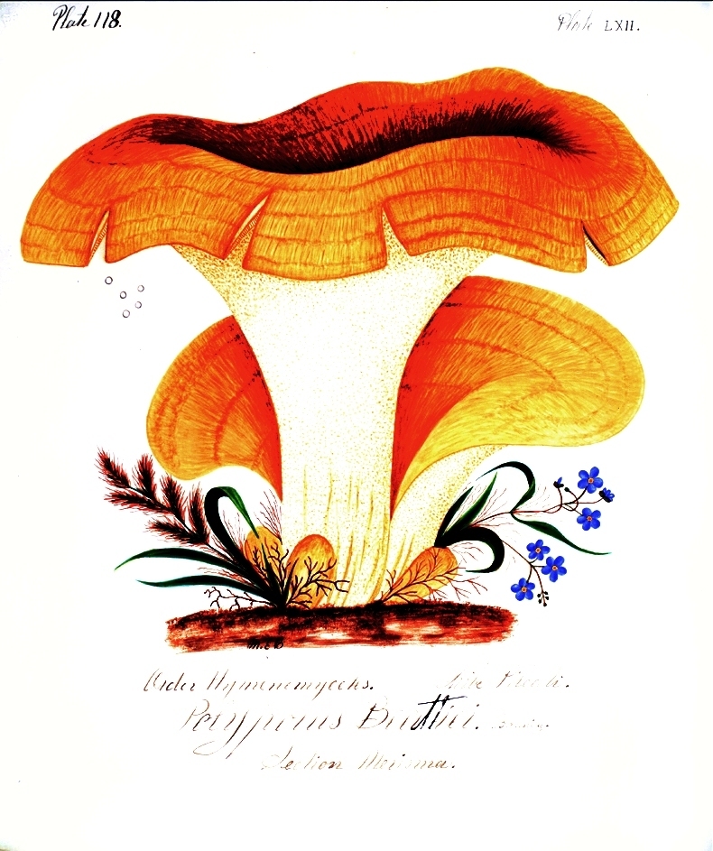 MaryBanningFungiofMaryland