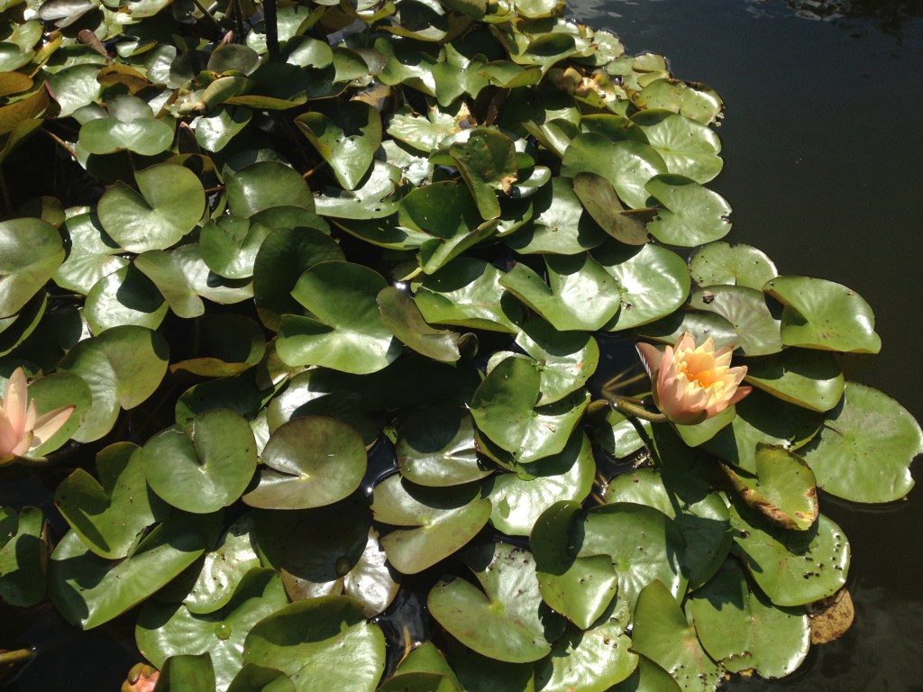 Notice How Time in Nature Makes You&nbsp;Feel