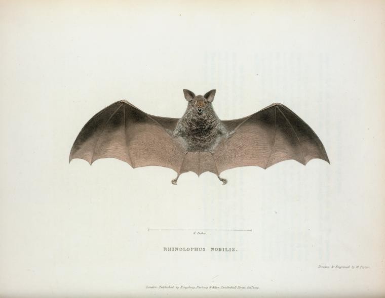 vintagebat