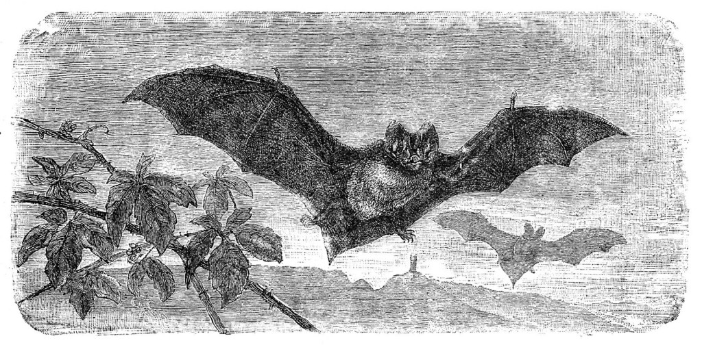 Weekend Plans: Clouds, Bats, and the Underground Forest&nbsp;Economy