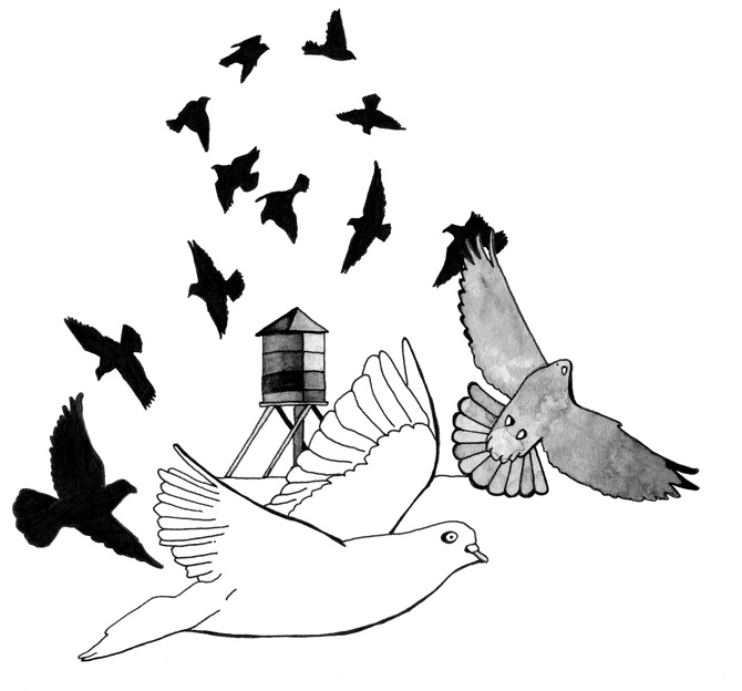 NSC-Pigeons_670