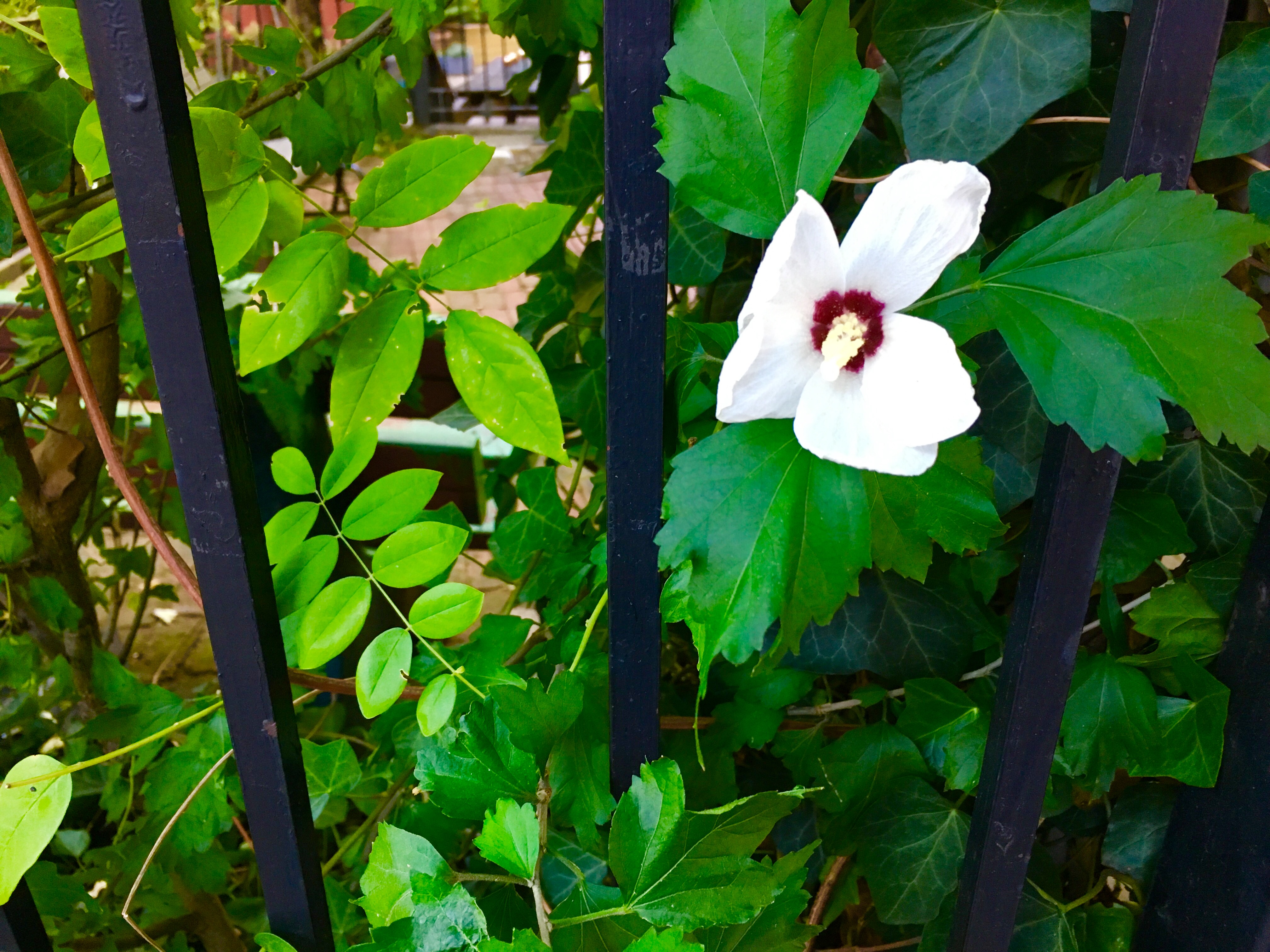 flowergate