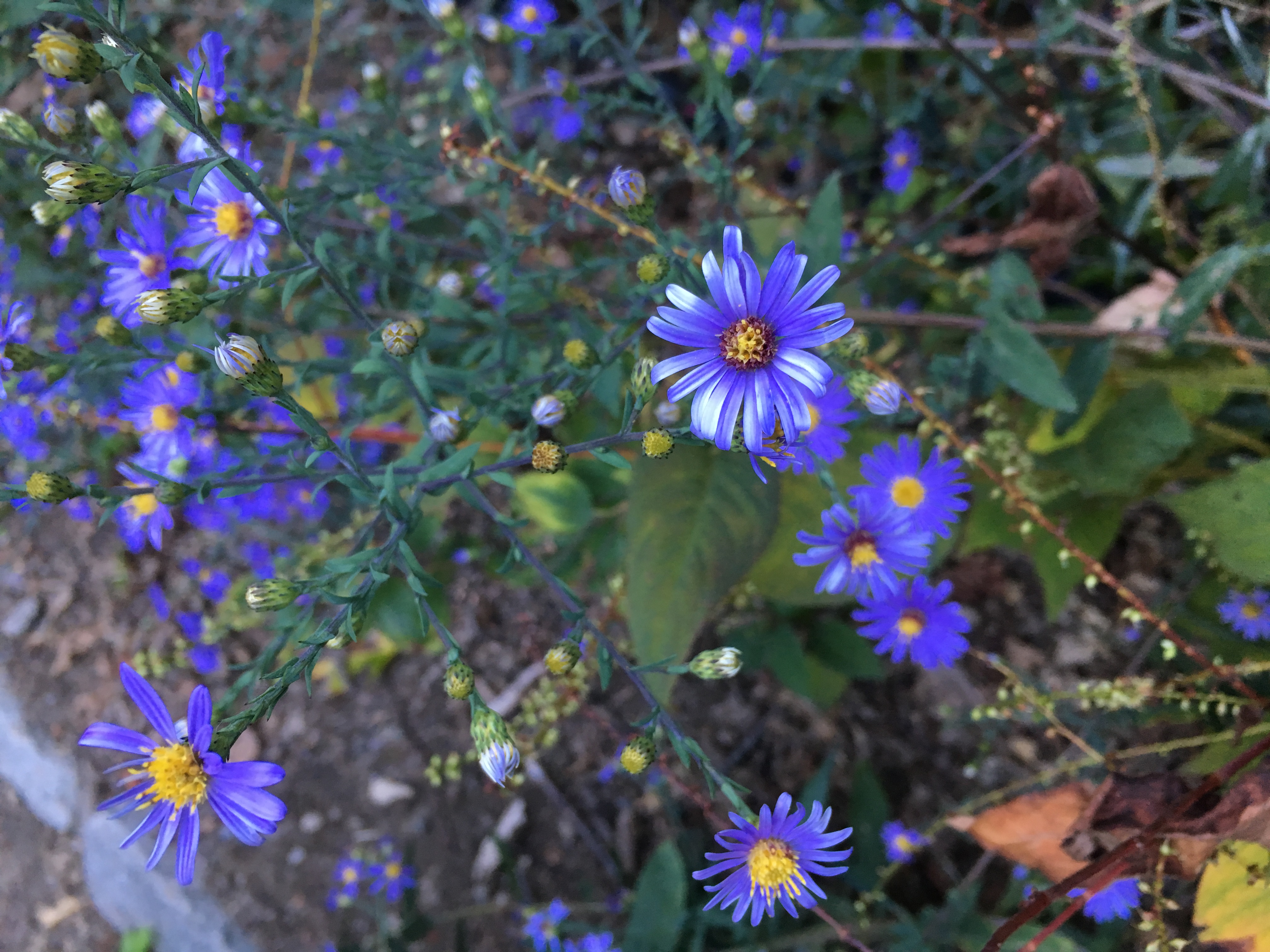 photo-oct-05-5-35-57-pm