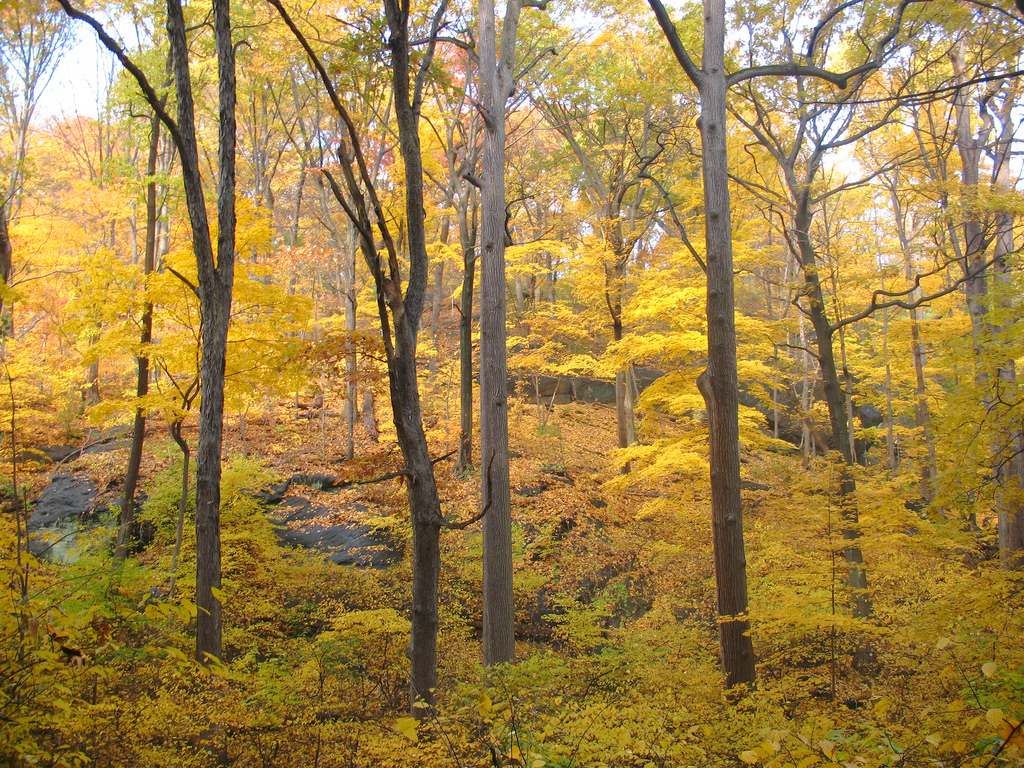 inwoodhillpark_steveguttman