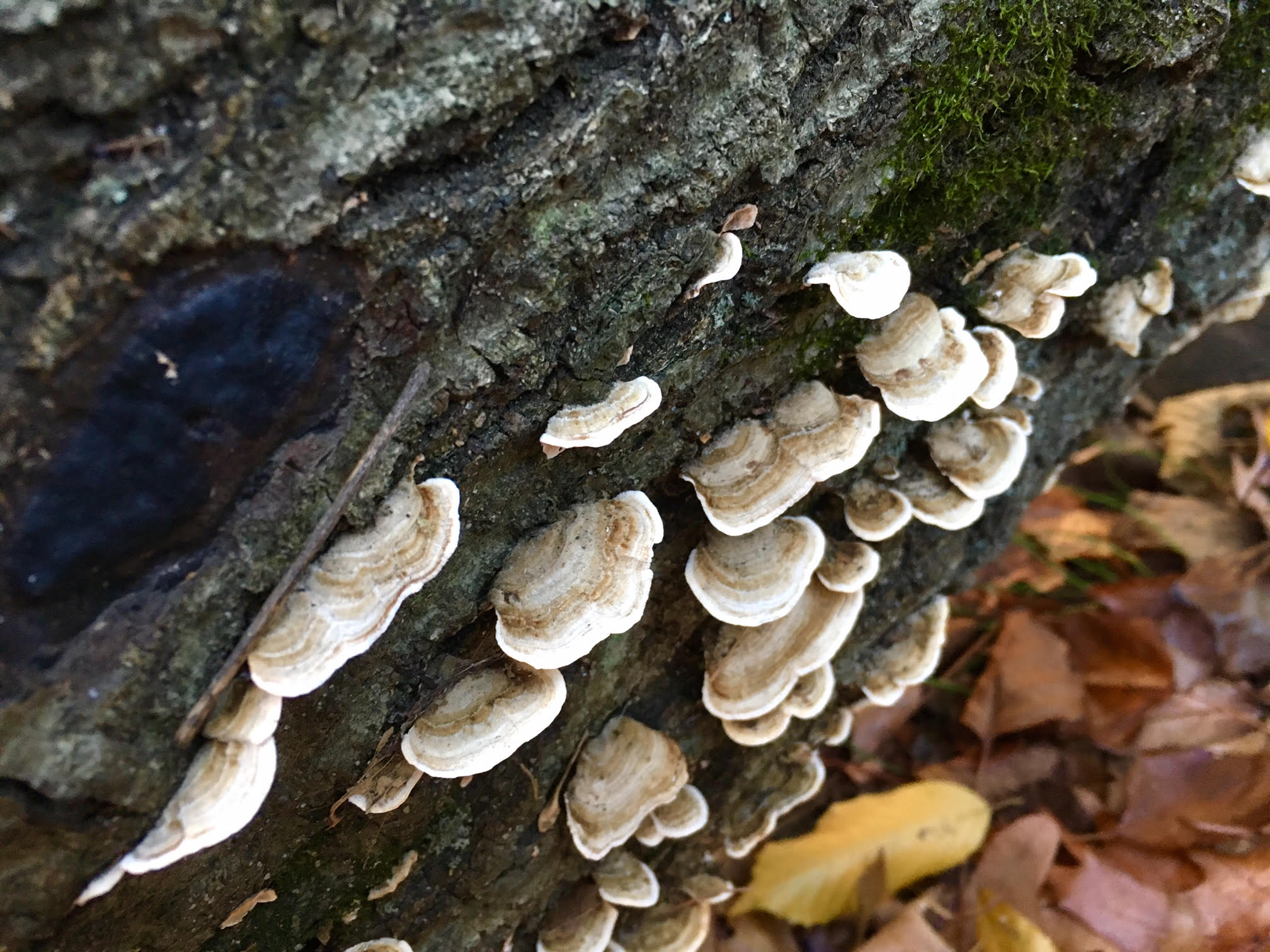 mushroom