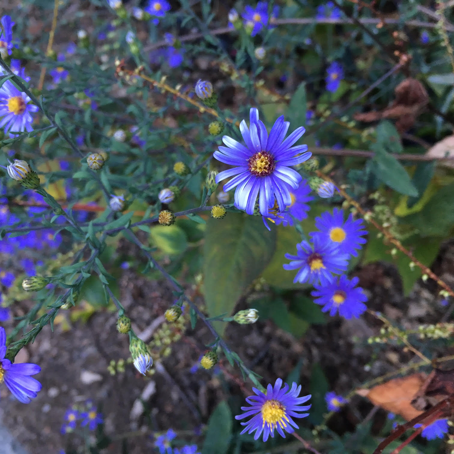 asters