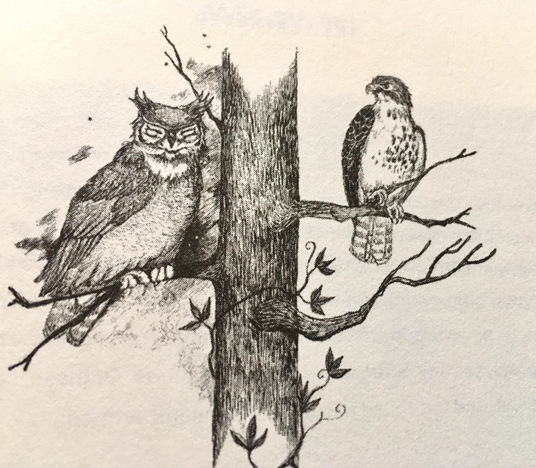 hawkowl