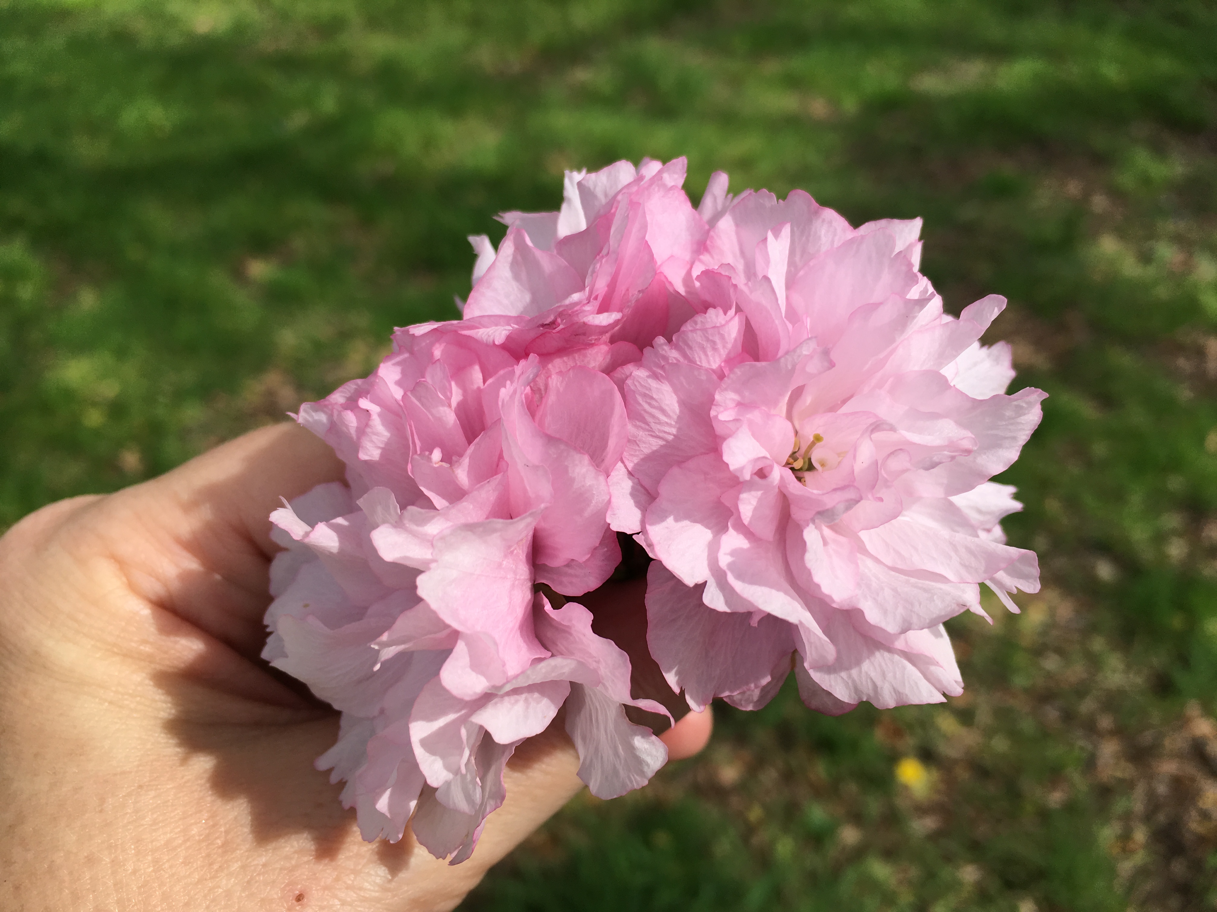 Photo Apr 29, 3 44 16 PM